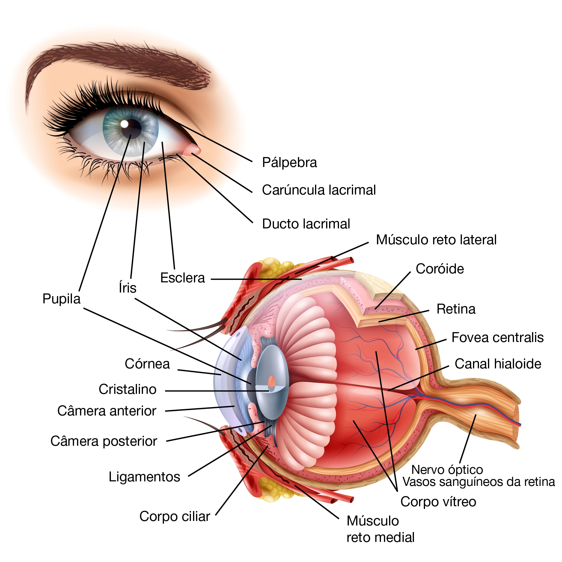 Anatomia dos Olhos Anatomia dos Olhos